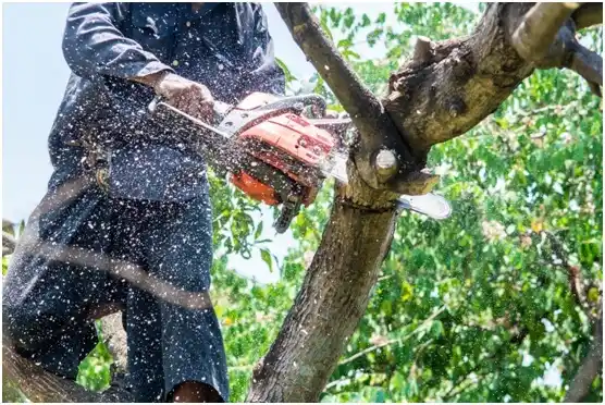 tree services Ocean Shores